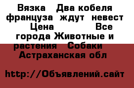  Вязка ! Два кобеля француза ,ждут  невест.. › Цена ­ 11 000 - Все города Животные и растения » Собаки   . Астраханская обл.